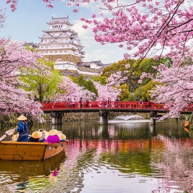 Sakura Spectacle: Tokyo's Blossom Ballet!🌸