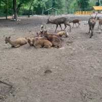 Surasi Camp Zoo 🇹🇭