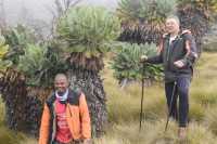 Kilimanjaro Lemosho Route 6 days Climb Tour