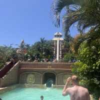Dolphins in Tenerife!