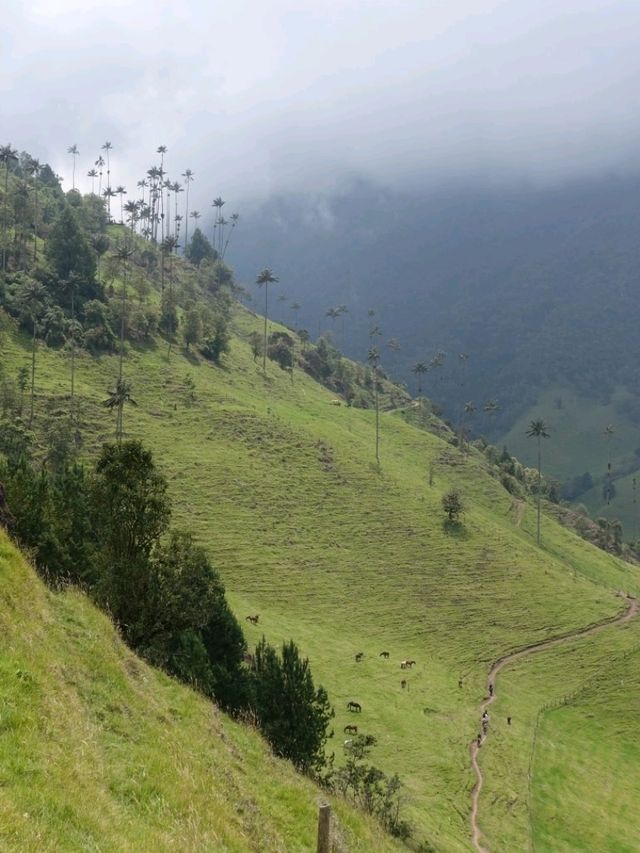 Cocora valley 