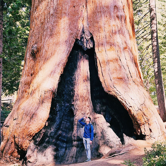 Lost in the giant Sequoia forest 🌳 