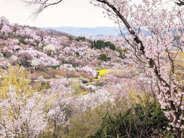 Hiking in Michinoku's Togenkyo, where cherry blossoms are in full bloom