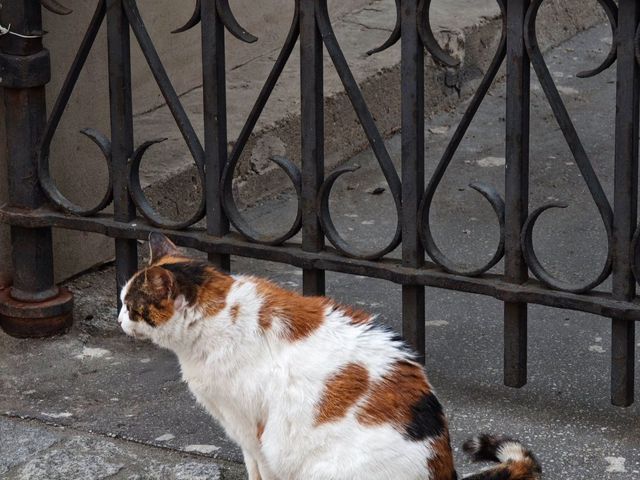 Old Town: A Timeless Charm