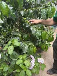 Doi Inthanon tour