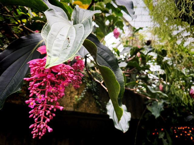 🌿 Kew Garden - London’s Botanical Wonderland