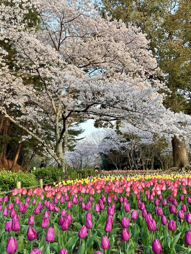Spring Colors at Kagawaken Kimbuchi Forest Park