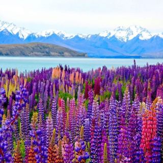 North Island