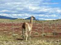 Wildlife + Wide-Open Patagonian Vibes