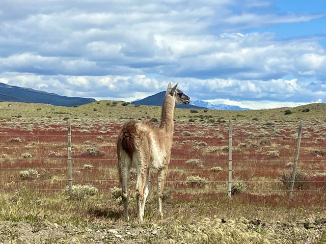 Wildlife + Wide-Open Patagonian Vibes