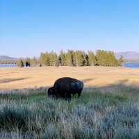 🏨 Where to Stay for Yellowstone? Let’s Talk Cody, Wyoming 🤠