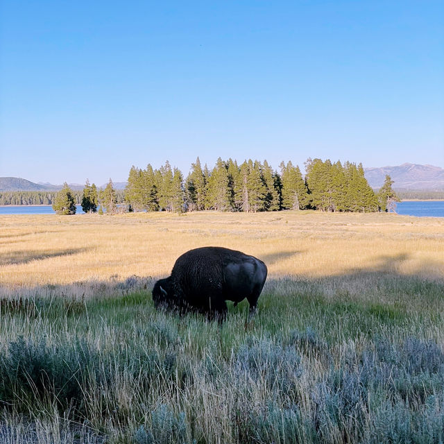 🏨 Where to Stay for Yellowstone? Let’s Talk Cody, Wyoming 🤠