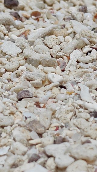 Snorkeling at Shark Bay – Koh Tao’s Best Spot to See Blacktip Reef Sharks 🦈🌴