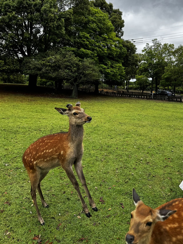 My 3 Days in Osaka, Japan