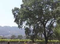 Napa Valley - where the wine is bottled poetry