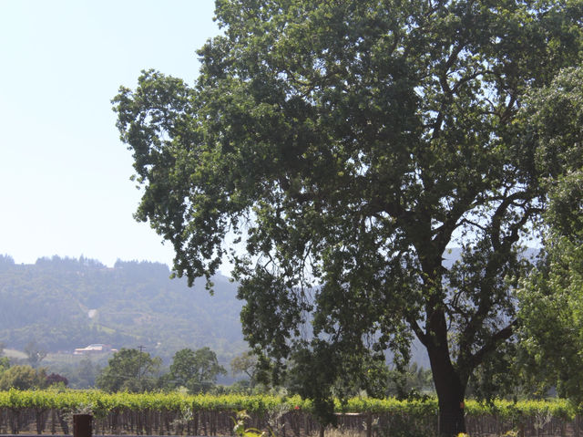 Napa Valley - where the wine is bottled poetry