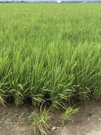 Paddy Fields Review: Discover the Rice Fields of Sekinchan, Malaysia