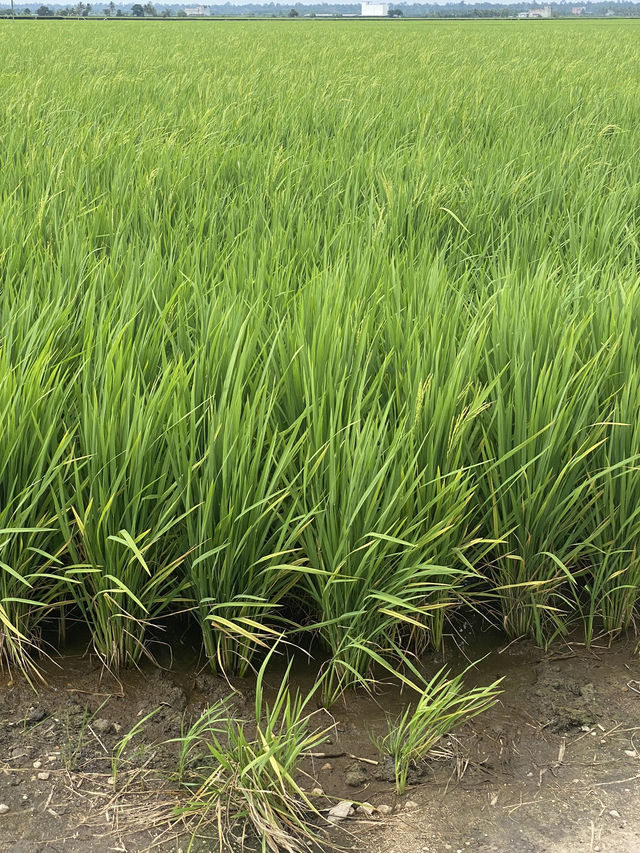 Paddy Fields Review: Discover the Rice Fields of Sekinchan, Malaysia