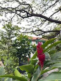 🌿 Malé Parks – Green Escape in the Heart of the Maldives 🌴✨