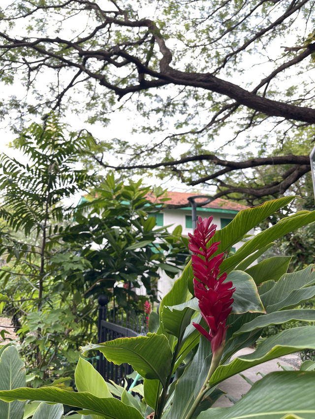 🌿 Malé Parks – Green Escape in the Heart of the Maldives 🌴✨