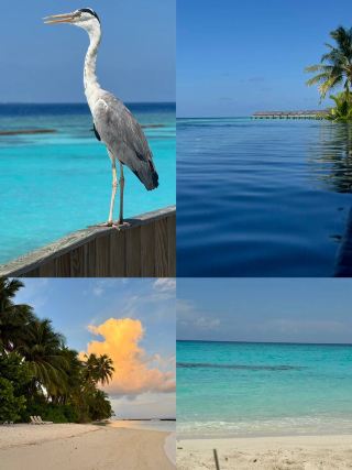 Live a dream island 🏝️ life: Kuramathi Island Resort Maldives