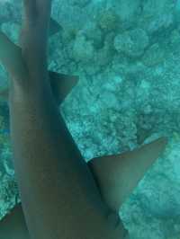 Ukulhas Dream🌊