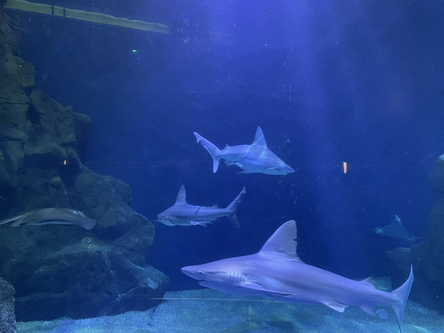 The oceanographic of Valencia