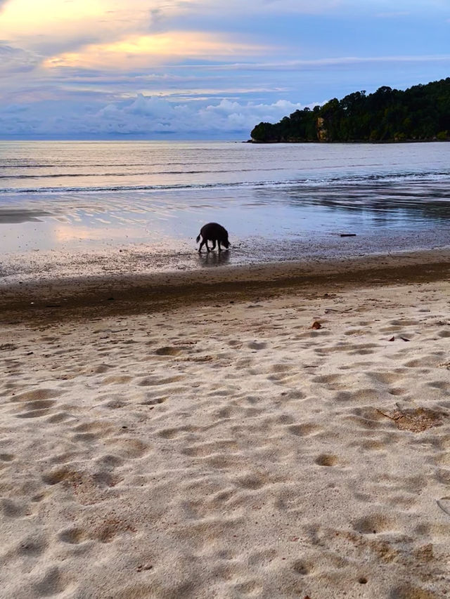 Исследуем Bako Исследуем Bako