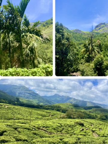 Tea Plantations in Light