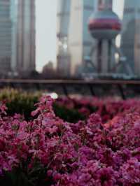 Sakura Season in Shanghai🌸🌷