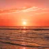 phaelia_0417