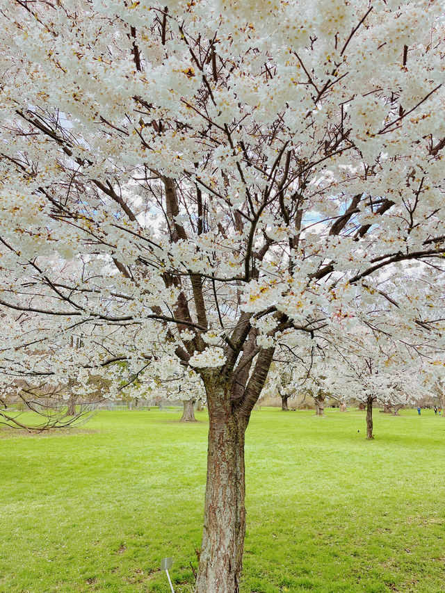 Early spring at the Royal Botanical Gardens in Canada.