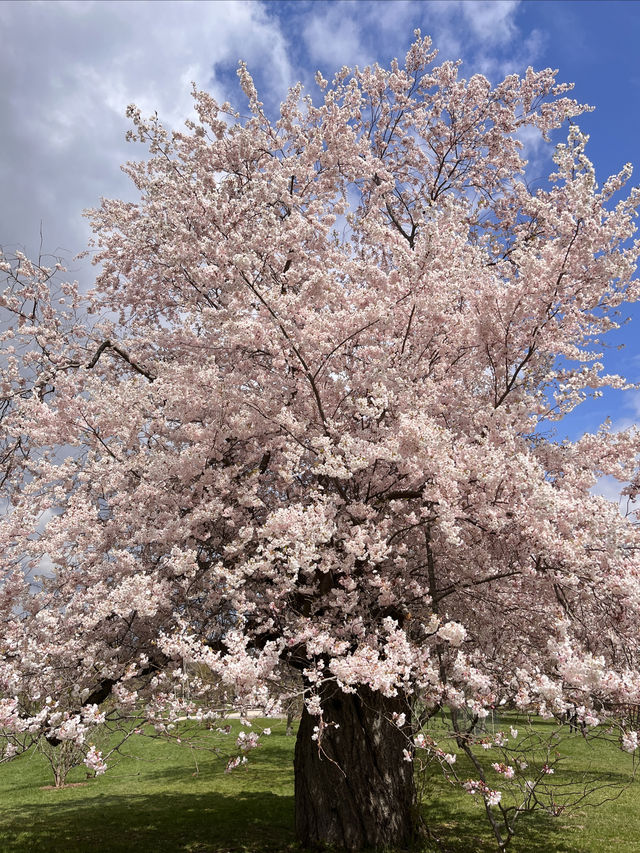 Early spring at the Royal Botanical Gardens in Canada.