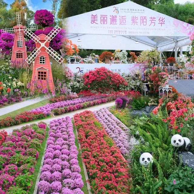 ✨深圳~蓮花山公園🌺✨