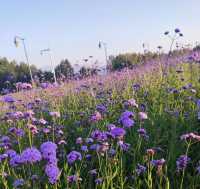 深圳灣公園薰衣草花海 |  出片絕絕子