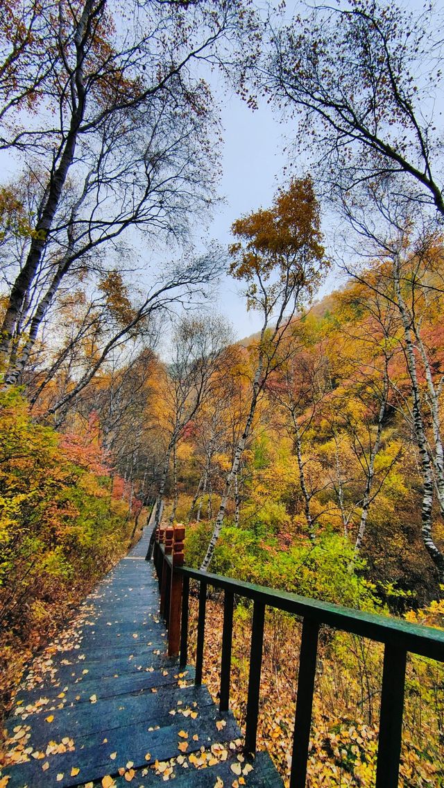 蘇木山森林公園/像是遊走在畫中