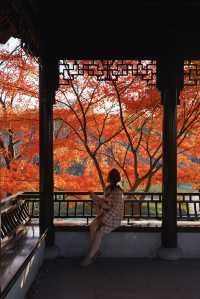 不是京都！是南京！美到窒息的紅楓