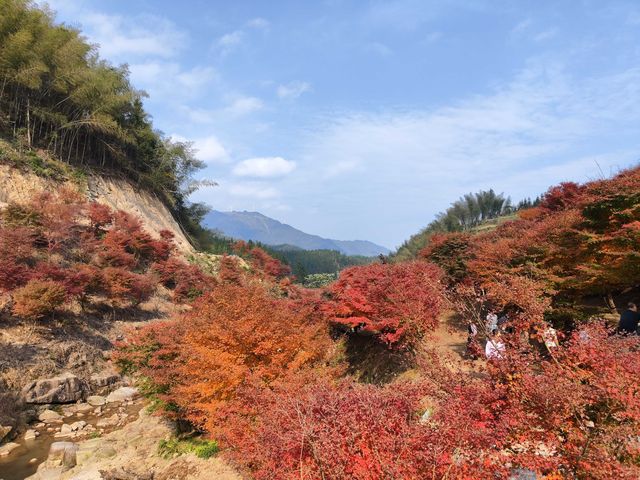 藍山谷楓葉，大自然的色彩比濾鏡艷麗