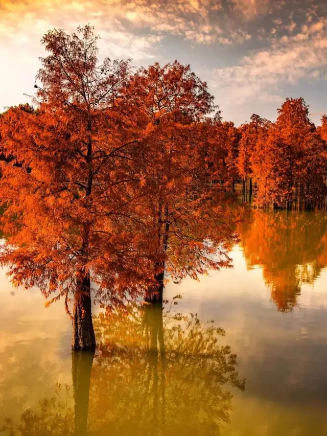 The Metasequoia forest of Qing Shan Lake is the last carnival of late autumn