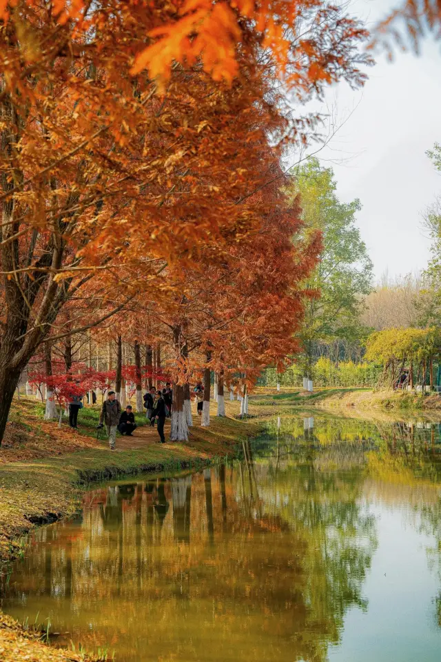 The Metasequoia in Xibao, no one is better at taking pictures!