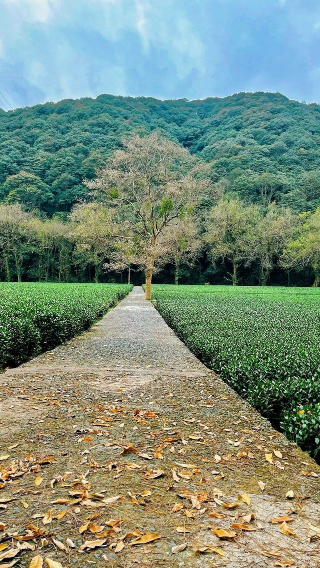 梅林南路·雲棲竹徑·真際寺 輕親子徒步