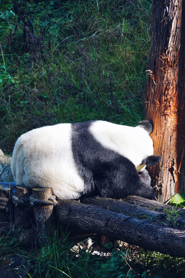 到雅安，探尋世界第一只大熊貓發現地！