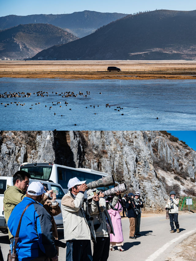 《國家地理》沒騙我，在香格里拉拍到鳥啦