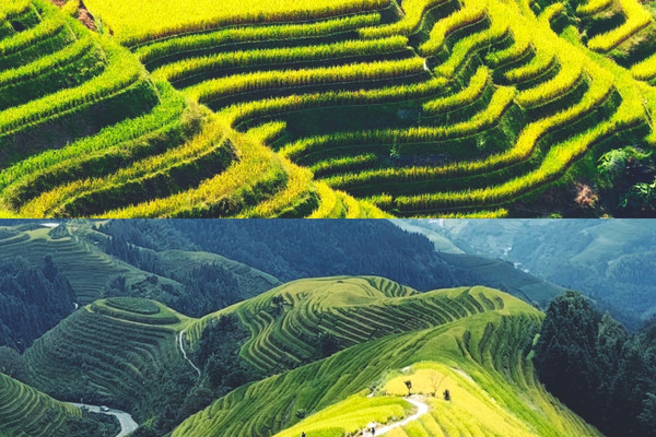 ทองคำของทุ่งนาบันไดมังกร | Trip.com หลงเซิง
