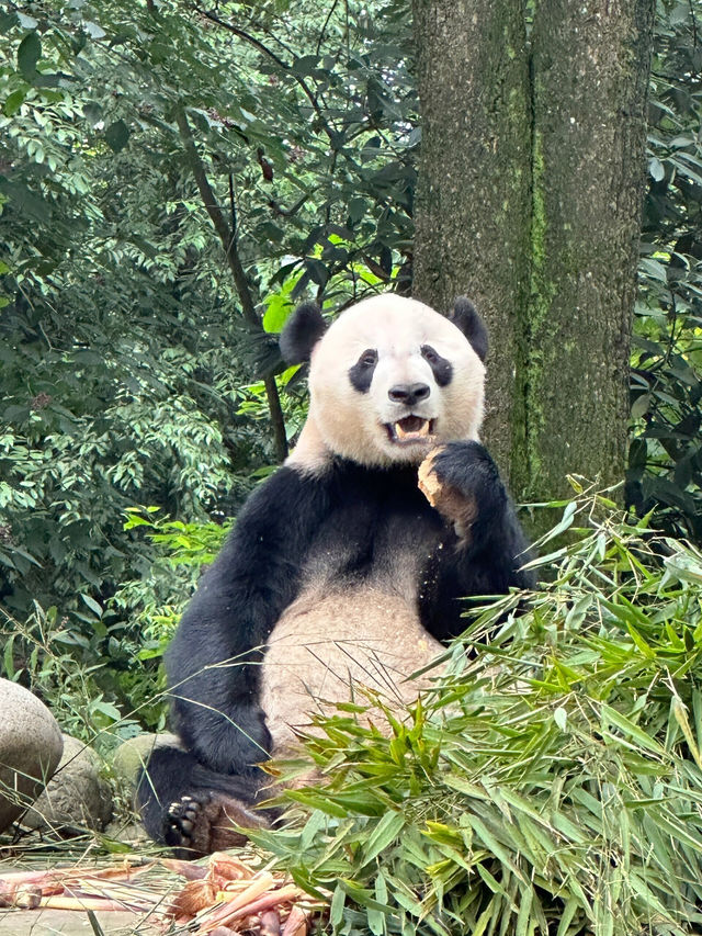 雅安碧峰峽值得一去（附上攻略）