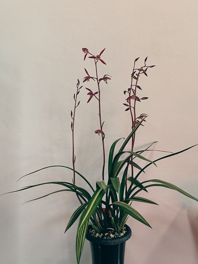 春節去了趟於山蘭花展，以為到了仙境