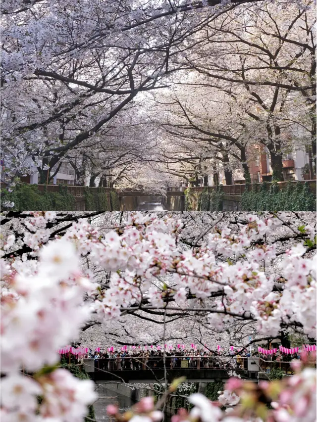 Tokyo Cherry Blossom Viewing Guide