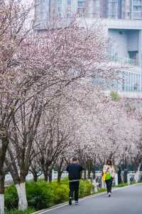 地鐵直達東湖公園的紫葉李真的都開好了！