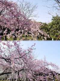 櫻花又來赴約了丨顧村公園