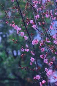 春天來啦！石峰公園後門櫻花園的早櫻已經悄悄盛開